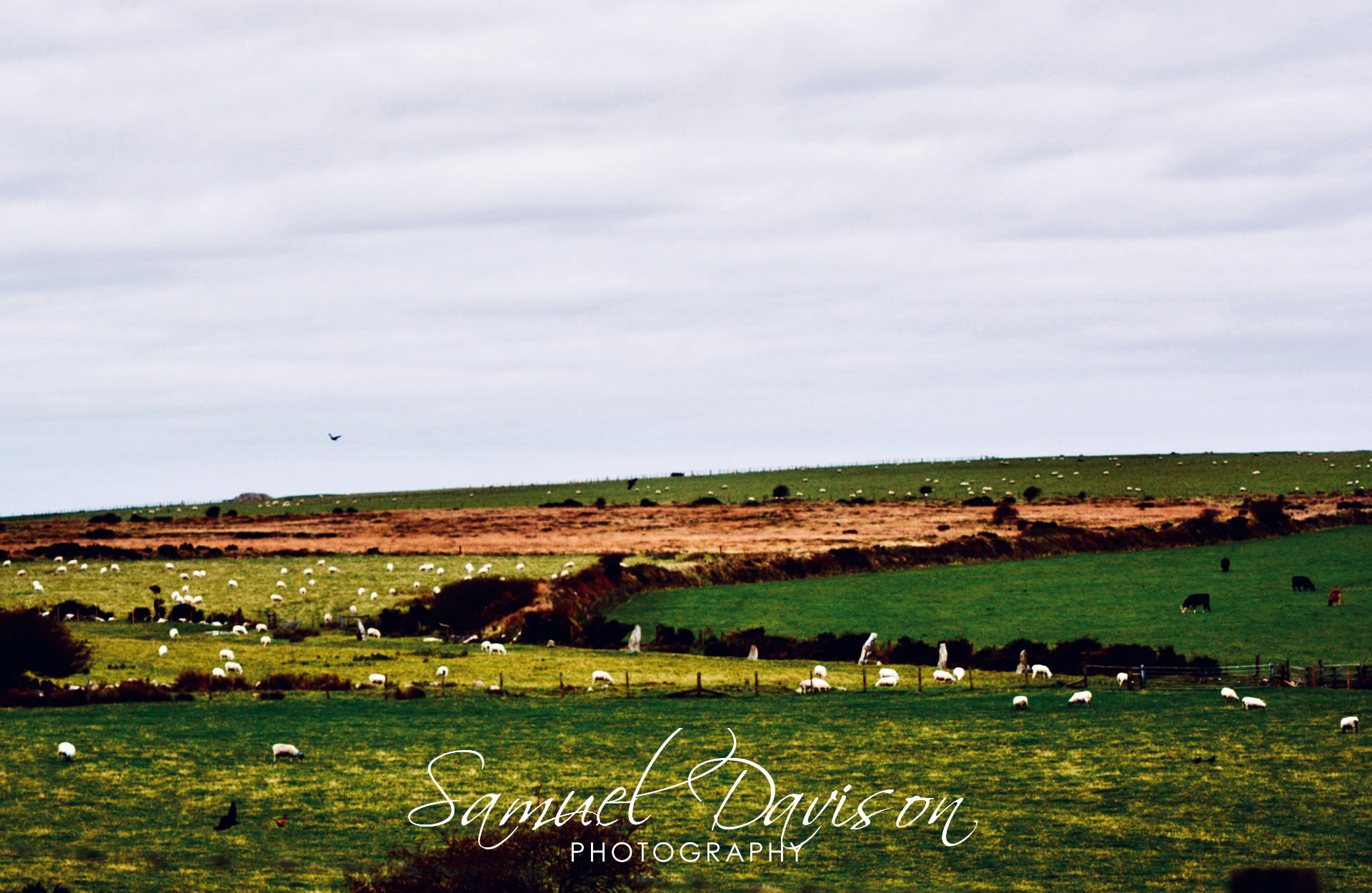 The Nine Maidens Stone Row, Cornwall